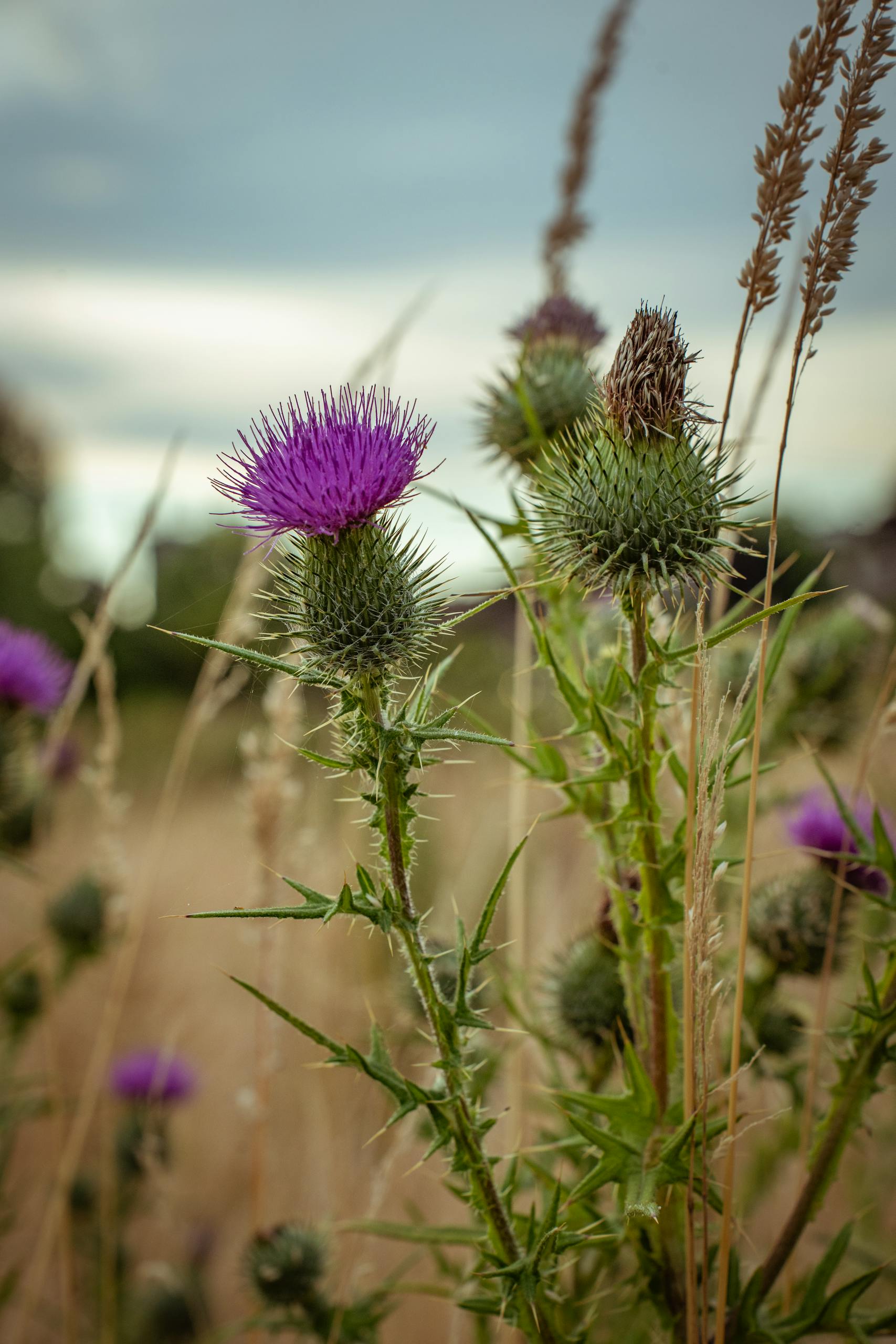 Vibrant purple thistle flower in a natural field setting.